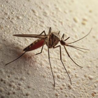 Default_Mosquito_on_rooms_wall_3.jpg