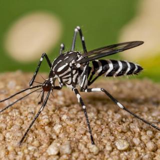 Default_Asian_tiger_mosquito_3.jpg