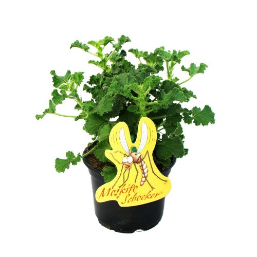 Exotenherz - Moskito-Schocker - Duftgeranie, 3 Pflanzen Pelargonium crispum - zum Vertreiben von Mücken und Wespen